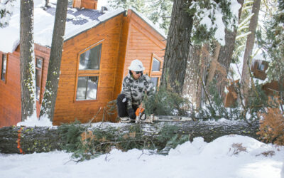 Hazard Trees & Limbs On Property