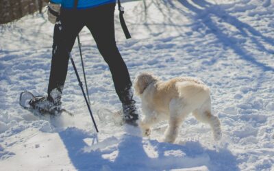 Top 5 Snowshoe Trails In Truckee