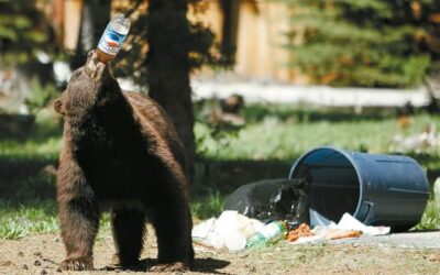 Truckee Bears Safety & Preparation