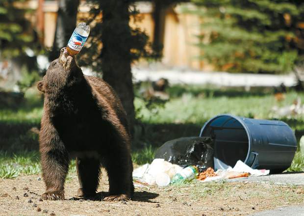 Truckee Bears Safety & Preparation