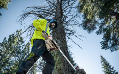 March is Booking Season: Defensible Space and Tree Service Planning Before Summer