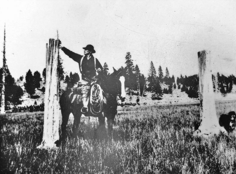 Truckee’s Hidden History: The Secret of the Donner Party Tree Carvings