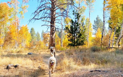 Truckee Trails & Tails: Fall Hiking with Your Furry Friends