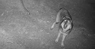Wolf Sightings Near Truckee: What It Means for Homeowners, Pets, and the Pack