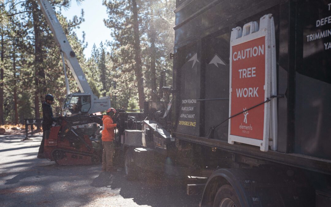 Defensible Space and Tree Work in June: The Last Best Time to Get Ahead of Fire Season
