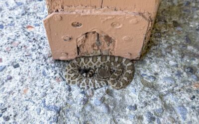 Rattlesnakes in Tahoe Donner and Truckee: What to Do If You See One