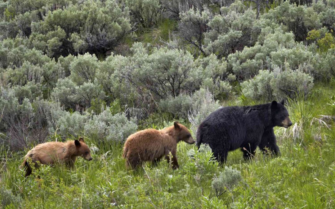What the Bears Know About Tahoe Donner That We Don’t