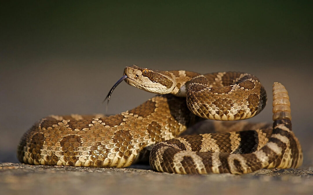 Rattlesnakes in Tahoe Donner and Truckee: What to Do If You See One