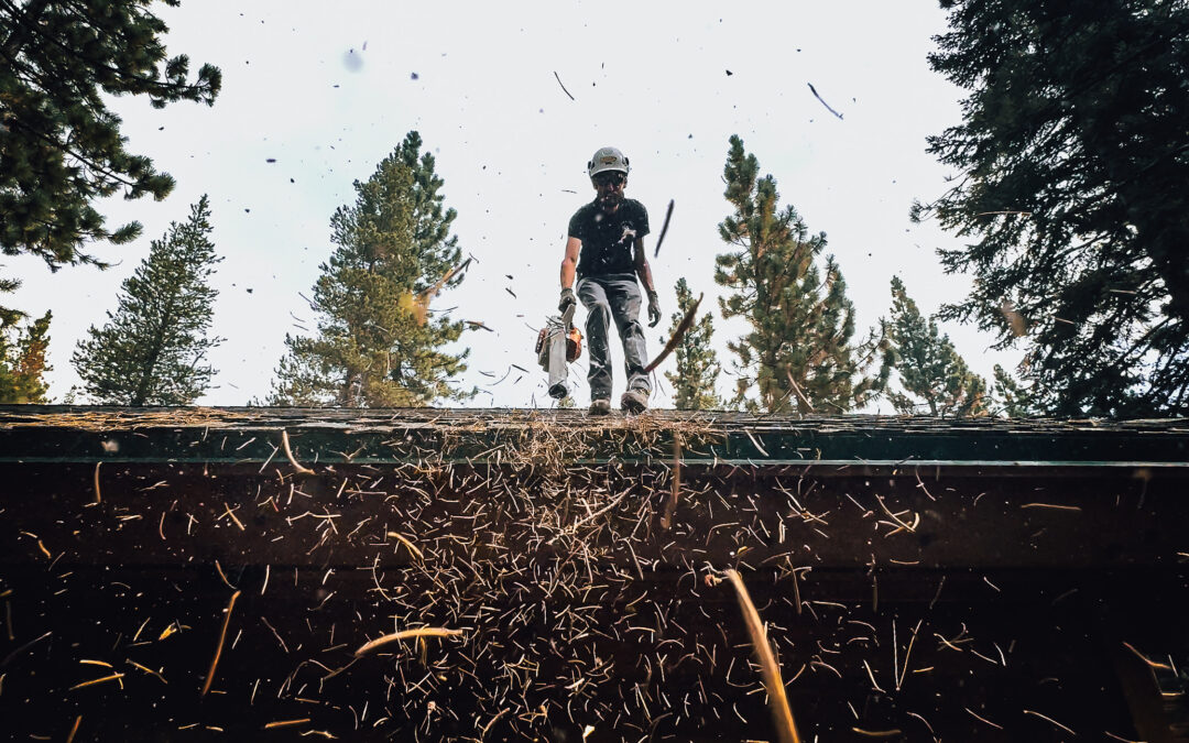 Why Pine Needle Removal Matters Before Winter in Truckee & Tahoe